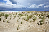 White dune with Oyas (Ammophila arenaria). Cap Ferret Peninsula, Arcachon Basin, Gironde, France