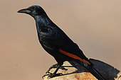 Red-winged Starling (Onychognathus morio), Kruger National Park, South Africa