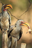 Southern Yellow-billed Hornbill (Tockus leucomelas) male offering a big caterpillar to a female, South Africa