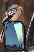 Southern Yellow-billed Hornbill (Tockus leucomelas)on a rearview mirror, South Africa