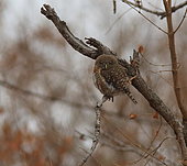 Chevêchette perlée (Glaucidium perlatum) sur une branche, Parc national Kruger, Afrique du Sud