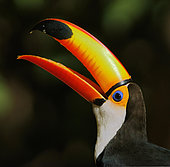 Toco toucan (Ramphastos toco), animal portrait with open beak, Pantanal, Mato Grosso, Brazil, South America