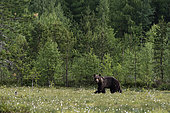 A European brown bear, Ursus arctos, walking in a meadow of blooming cotton grass, Kuhmo, Finland.