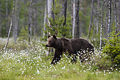 A European brown bear (Ursus arctos) walking in a meadow of blooming cotton grass, Kuhmo, Finland.