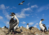 A colony of Imperial shags, Leucocarbo atriceps. Pebble Island, Falkland Islands