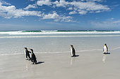 King penguins, Aptenodytes patagonica, going to the sea, Volunteer Point, Falkland Islands