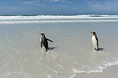King penguins, Aptenodytes patagonica, going to the sea, Volunteer Point, Falkland Islands
