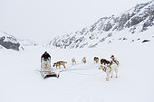Dog sledge, Disko Bay, Greenland.