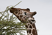 Reticulated Giraffe (Giraffa camelopardalis reticulata), Samburu National Park, Kenya.