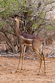 Gerenuk (Litocranius walleri), Tsavo East National Park, Kenya.