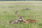 Cheetah (Acynonix jubatus) with Impala kill, Masai Mara, Kenya