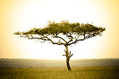 Acacia dans la savane, Masaï Mara, Kenya