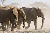 African elephants (Loxodonta africana), Amboseli National Park, Kenya.