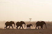 African elephants (Loxodonta africana), Amboseli National Park, Kenya.