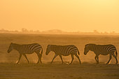 Common zebras (Equus quagga), Amboseli National Park, Kenya.
