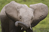 African elephant (Loxodonta africana), Amboseli National Park, Kenya.