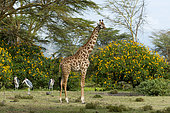 Rotschild‘s giraffe (Giraffa camelopardalis rotschildi), Lake Naivasha, Kenya.