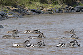 Grant's zebras, Equus quagga boehmi, crossing the Mara river, one of the most difficult and dangerous river crossings of the Great Migration, Masai Mara National Reserve, Kenya.