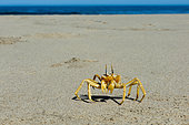 Ghost crab (Ocypode cursor), Skeleton Coast National Park, Namibia.