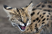 Young Serval Cat (Felis serval), Captive, Hoedspruit Endangered Species Centre, Kapama Game Reserve, South Africa.