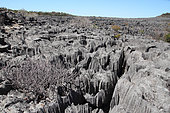 Ankarana National Park, view of tsingy, ancient fossil coral reef with sharp edges emerges from the ocean, PN 18 220 ha over 35 km, overall plan, Northwest Madagascar
