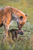 Spotted hyena (Crocuta crocuta) mother animal with cub, Masai Mara National Reserve, Kenya, Africa