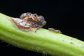 Membracidae ; Treehopper laying eggs ; Treehopper laying eggs ; Singapore