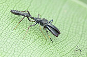 Myrmarachne cornuta Badcock, 1918 ; Long Waist Ant Mimic Jumper ; A jumping spider that specialise in mimicking ants ; Singapore