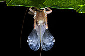 Gryllacridinae ; Moulting Raspy Cricket ; Backlit side profile of a Moulting Raspy tree cricket ; Singapore