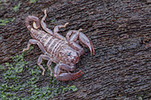 Scorpiones, Liocheles australasiae ; Dwarf Wood Scorpion ; Portrait of a Liocheles australasiae, the Dwarf Wood Scorpion ; Singapore