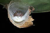 Araignée sauteuse (Salticidae sp) gardant son nid sous une feuille, Singapour