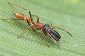 Salticidae ; Ant mimic Jumping Spider ; A jumping spider that specialise in mimicking ants ; Singapore