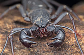 Thelyphonida ; Whip scorpion ; Thelyphonida is an arachnid order comprising invertebrates commonly known as whip scorpions or vinegaroons ; Singapore