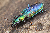 Catascopus dalbertisi ; Ground Beetle with mites ; Ground beetle with hitchhiking mites ; Singapore