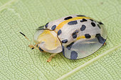 Cassidinae, Hymenoptera ; Tortoise beetle with Parasitoid wasp ; Parasitoid wasp waiting for the tortoise beetle to lay eggs ; Singapore