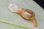 Gastropoda ; Land Snail laying eggs ; Land Snail laying eggs at night ; Singapore