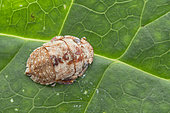 Ledrinae ; Flat-headed Leafhoppers ; A brown Ledrinae with a flattened body and tibiae. ; Singapore