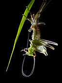 Tettigoniidae ; Moulting Katydid ; Side profile of a moulting katydid ; Singapore