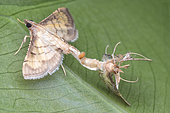 Lepidoptera ; Mating moth till death ; Mating moth stuck till partner died ; Singapore