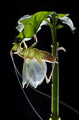Tettigoniidae ; Moulting Katydid ; A freshly moulted katydid drying its wing ; Singapore