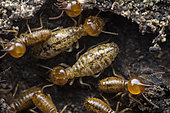 Nasutitermitinae ; Termites with translucent cuticles ; Termites have very thin cuticles that are often translucent. It's thought to be an adaptation to avoid wasting nitrogen, which is in limited supply for a lot of termite species. ; Singapore