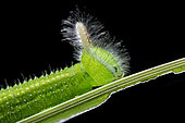 Melanitis zitenius auletes ; Hairy Caterpillar ; side profile of a hairy caterpillar ; Singapore