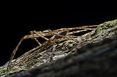 Sparassidae ; Mating Huntsman spider ; Mating huntsman spider on a tree trunk. ; Singapore