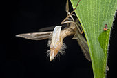 Lepidoptera ; moth releasing pheromones ; moth releasing pheromones ; Singapore