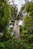 Tane Mahuta, Lord of the Forest, huge Agathis australis (Agathis australis), Waipoua Forest, Northland, North Island, New Zealand, Oceania