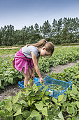 Girl harvesting green beans in a kitchen garden in summer, Pas de Calais, France