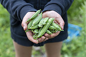 Girl harvesting sweet peas in a kitchen garden in summer, Pas de Calais, France