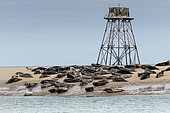 Walde Lighthouse and its colony of gray seals (Halichoerus grypus), Hemmes de Mark, côte d'Opale, Pas de Calais, France. It marks the place separating the North Sea and the Channel.