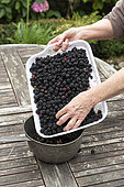 Making an old-fashioned blackberry jam in summer, Pas de Calais, France