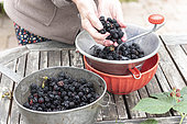 Making an old-fashioned blackberry jam in summer, Pas de Calais, France